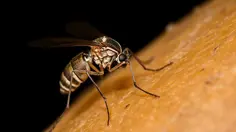 Malaria Knowlesi Menginfeksi Tiga Pekerja Tambang di Aceh Barat