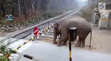 Sebuah kamera merekam aksi cerdik seekor gajah yang berusaha menghindari pembatas kereta api.