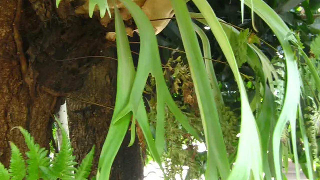 Cara Merebus Daun Tanduk Rusa untuk Atasi Haid Tidak Teratur hingga Mengontrol Tekanan Darah
