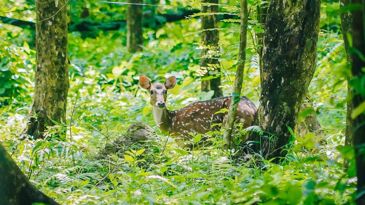 Kawanan Rusa Totol Asal Istana Kepresidenan Bogor di Taman Cadika