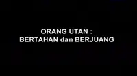 Potret Menembus Batas: Orang Utan Bertahan dan Berjuang
