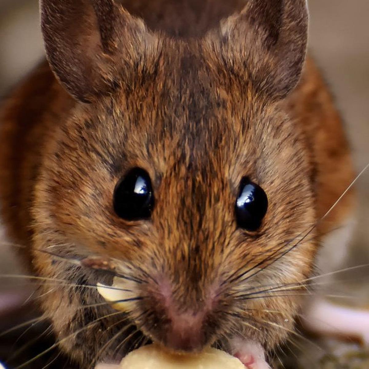 Tikus dan Manusia Ternyata Punya Kesamaan Perilaku, Ini Faktanya
