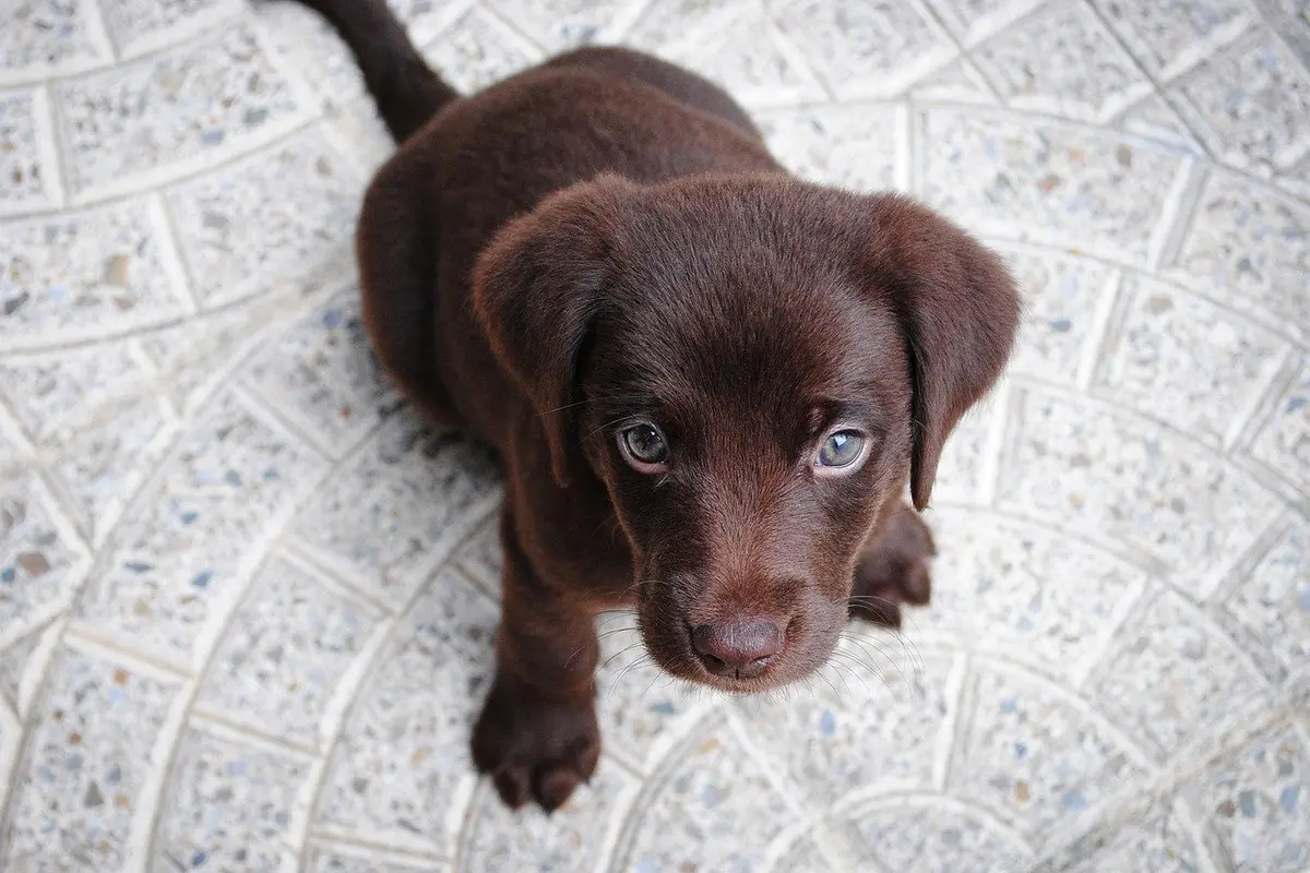 Ilustrasi anak anjing labrador
