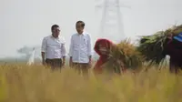 Plt Menteri Pertanian, Arief Prasetyo (kiri) saat mendampingi Presiden Joko Widodo melakukan panen raya di Kabupaten Subang. Foto (istimewa)