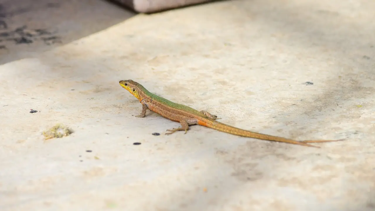Ilustrasi Cicak