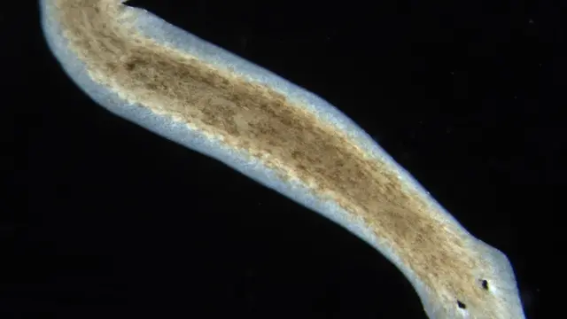 Planarian