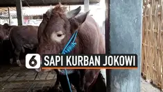 sapi jokowi thumbnail