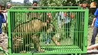 [VIDEO] 2 Harimau Benggala Penghuni Baru Margasatwa Medan