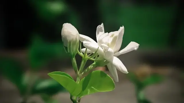 Ilustrasi Bunga Melati (Photo by MD. Mehedi Hassan Sharif on Unsplash)