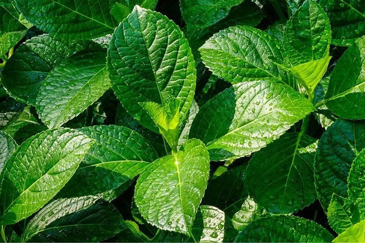 Manfaat daun keji beling