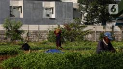 Warga memanen kangkung dan bayam di lahan kosong yang dimanfaatkan untuk berkebun di kawasan Cengkareng, Jakarta Barat, Rabu (4/8/2021). Di tengah pandemi, warga di daerah tersebut bisa meraup keuntungan Rp 500 ribu sampai Rp 1 juta dalam sekali panen sayuran. (Liputan6.com/JohanTallo)