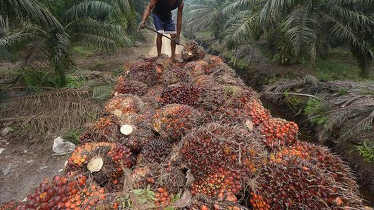 Seorang nenek di Kalteng dituduh curi sawit di tanah milik sendiri