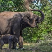 Sawit Luas, Taman Nasional Tesso Nilo Terancam: Habitat Gajah dan Satwa Langka Kian Sempit