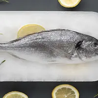 Ilustrasi ikan beku (Sumber: Freepik/freepik)