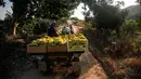 Petani membawa buah anggur menggunakan gerobak saat memanennya di sebuah pertanian di Kota Gaza, Palestina, Selasa (6/8/2019). Perubahan kondisi cuaca mengakibatkan hasil panen anggur tahun ini lebih rendah dari tahun lalu. (Mohammed ABED/AFP)
