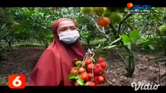 Di Nganjuk, Jawa Timur, terdapat kampung yang menyulap pekarangan rumah warga menjadi wisata buah, yakni bernama kampung rambutan. Hanya dengan membayar uang masuk Rp.10.000, pengunjung bisa memetik dan menyantap buah rambutan sepuasnya.