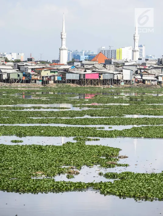 Suasana Waduk Pluit yang dipenuhi eceng gondok, Jakarta, Jumat (22/2). Pendangkalan waduk menyebabkan tanaman eceng gondok tumbuh liar di waduk pluit. (Liputan6.com/Faizal Fanani)
