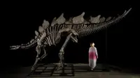 Kerangka dinosaurus langka terjual seharga USD 44,6 juta di Balai Lelang Sotheby’s New York. Ini menjadikan Stegosaurus ini fosil paling berharga yang pernah dilelang. foto:Sotheby's, Photo by Matthew Sherman