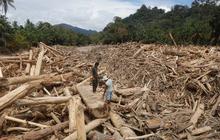 Bareskrim Polri Tetapkan Tersangka Kasus Illegal Logging Batang Toru, Libatkan Individu dan Korporasi