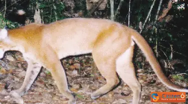Citizen6, Pagaralam: Golden cat yang memiliki nama latin Catopuma temminckii merupakan kucing jenis langka yang hanya dapat ditemukan di Hutan Gunung Dempo.
