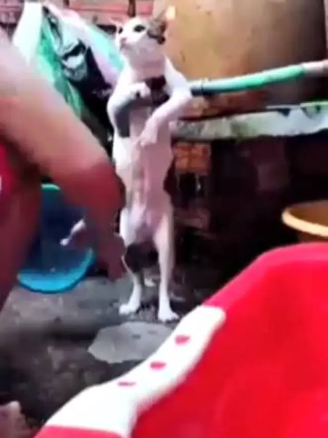 Viral Video Kucing Bak Anak Kecil Saat Dimandikan Ini Menggemaskan