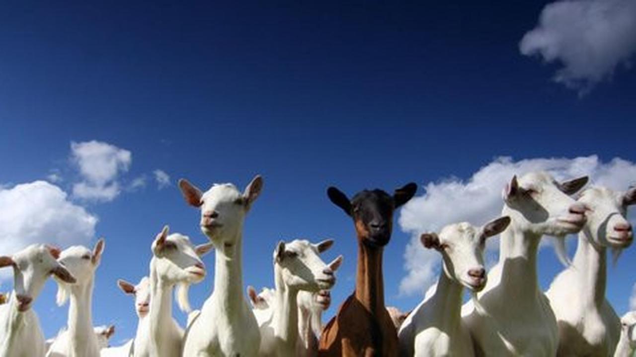 Puluhan kambing mati misterius di Trenggalek