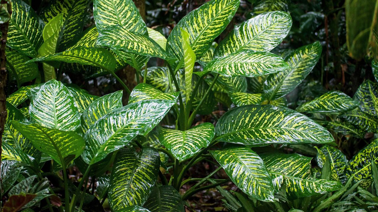 7 Tanda Tanaman di Taman Terlalu Banyak Terkena Sinar Matahari dan Cara Mengatasinya
