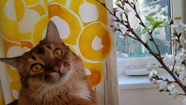 Ilustrasi penginapan cat friendly