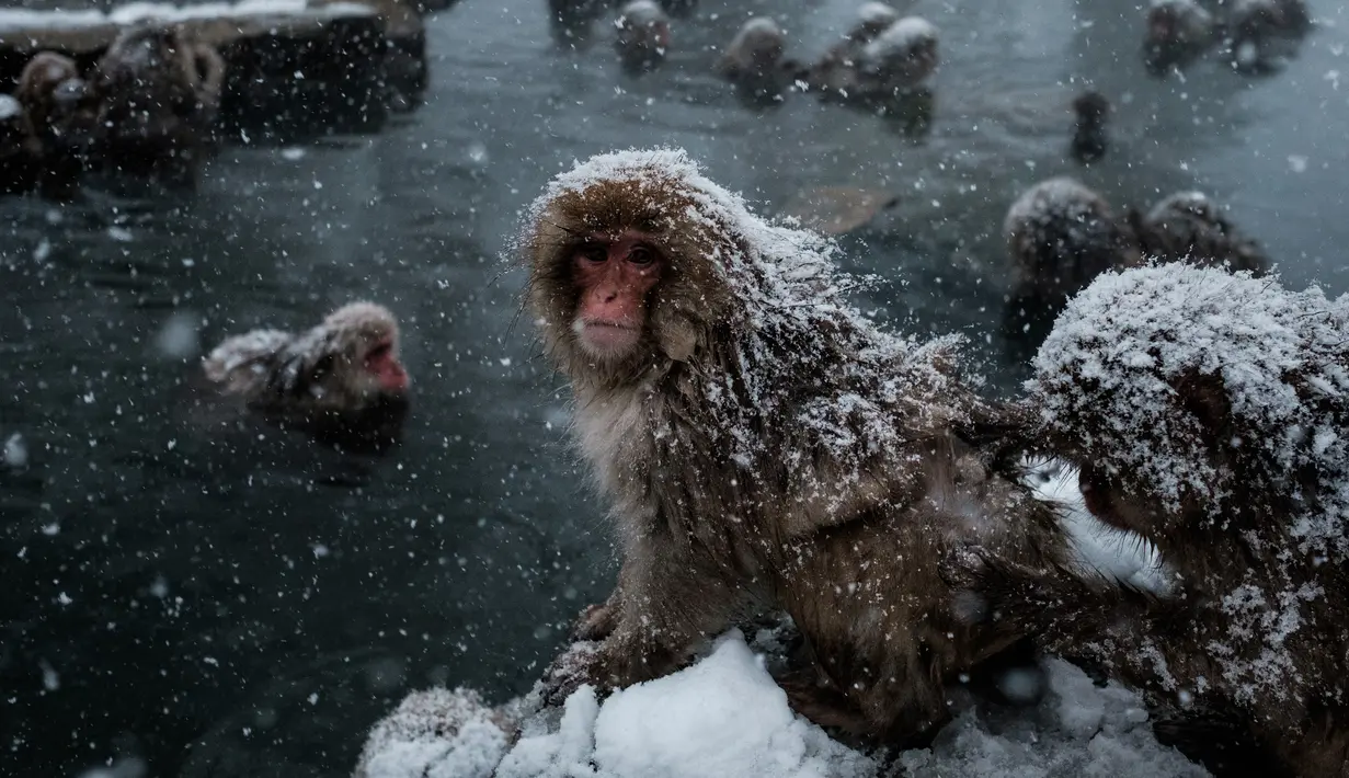 Monyet salju duduk di pinggir kolam air panas di Jigokudani Monkey Park, Prefektur Nagano, Jepang, Senin (18/1). Taman ini memiliki satu kolam air panas buatan manusia yang selalu dikerumuni monyet salju liar. (AFP PHOTO/Yasuyoshi CHIBA)