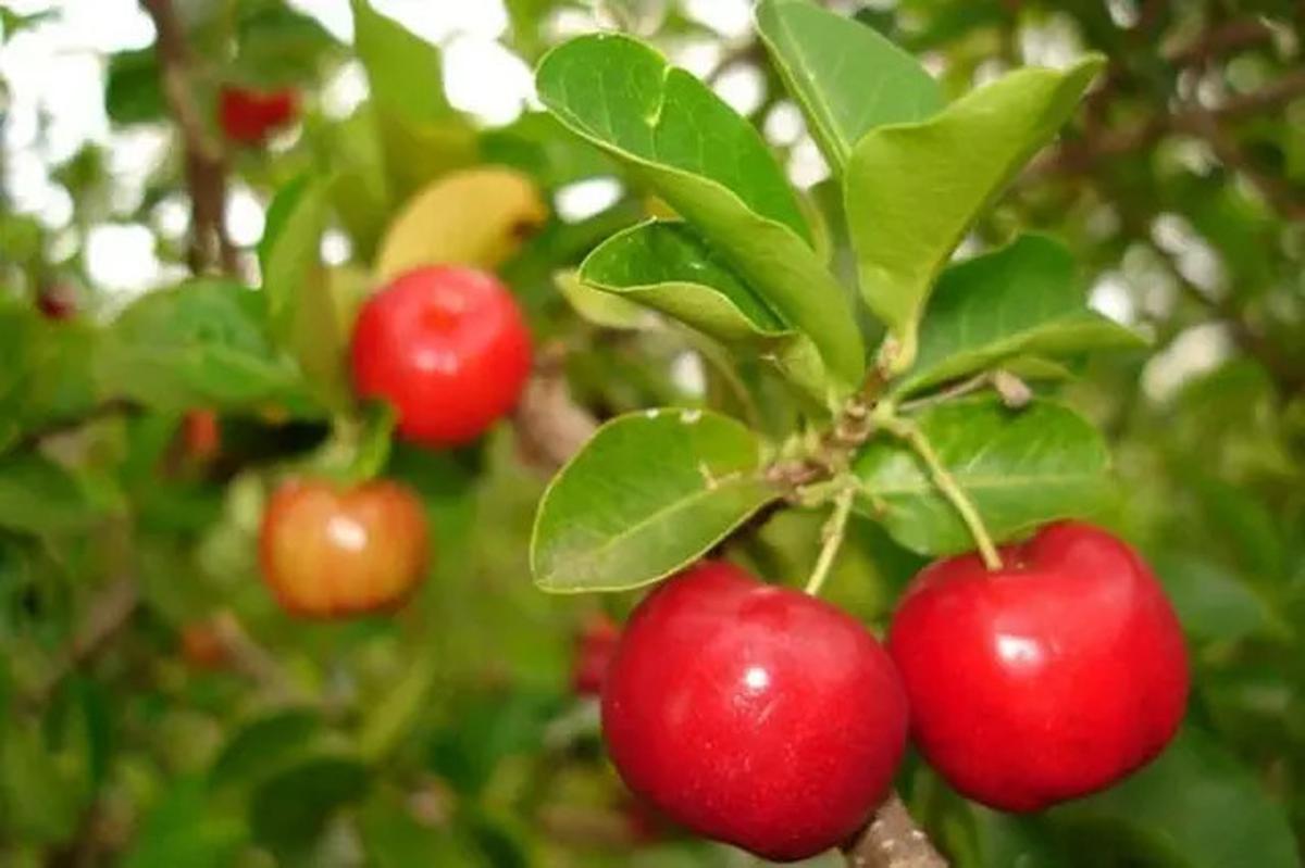 8 Jenis Pohon Buah Tahan Kemarau untuk Pekarangan Rumah, Tetap Panen di Musim Kering