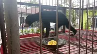 Empat tahun dipelihara, dua ekor beruang madu akhirnya diserahkan pemeliharanya ke Balai Besar Konservasi Sumber Daya Alam Riau (BBKSDA) Riau. (Liputan6.com/M Syukur)