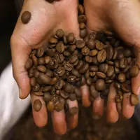 Biji Kopi. (foto: Pinterest/Jawapos).