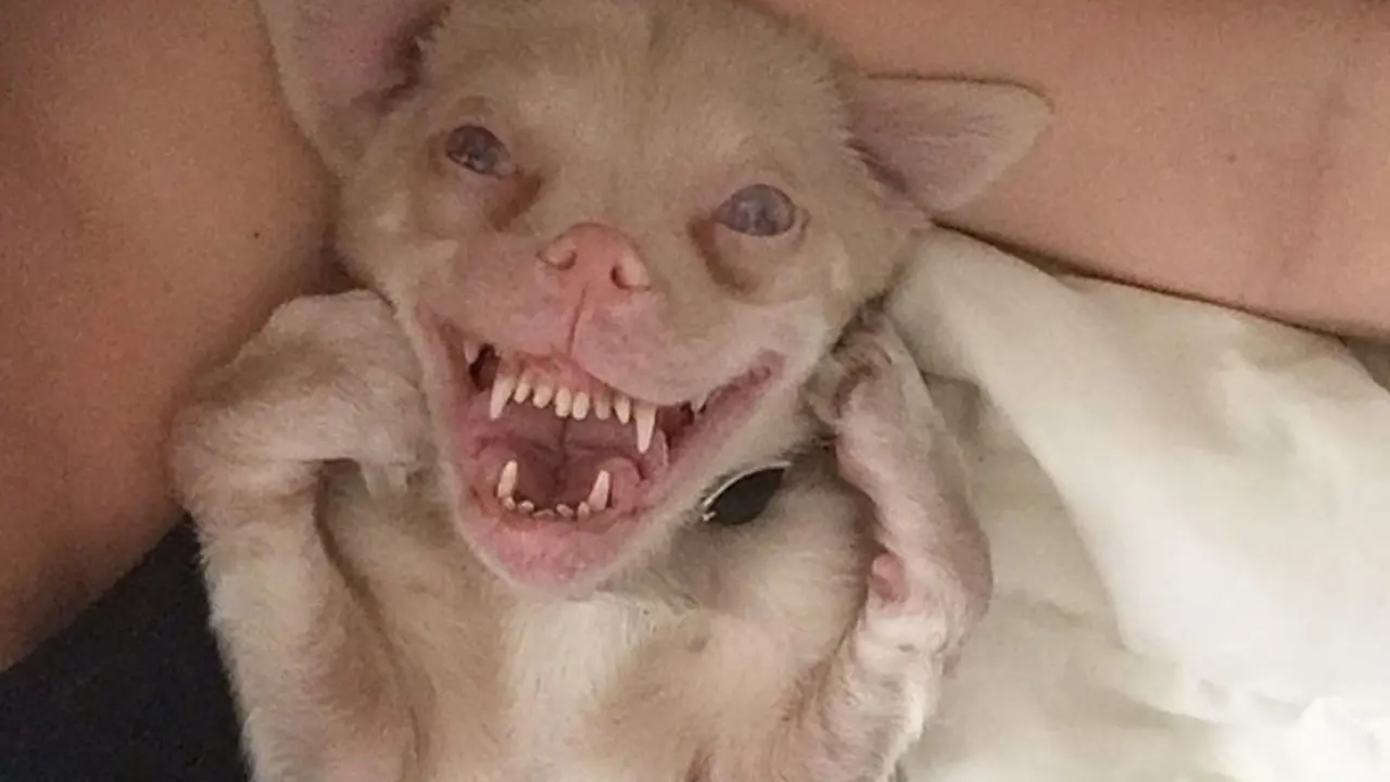 Seram, Penyakit Langka Buat Anjing Ini Seperti Monster Kelelawar