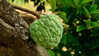 7 Pohon Buah yang Cepat Berbuah dari Bibit Stek, Bukan Biji