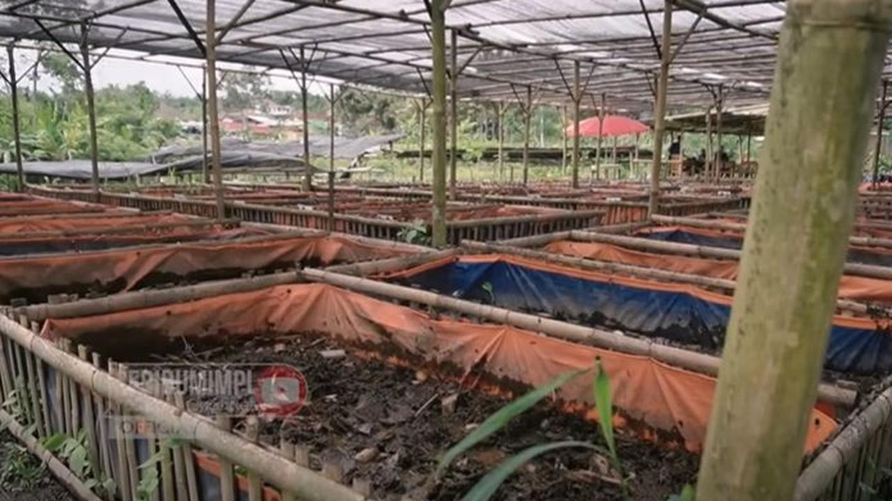 Alasannya memilih budidaya belut memiliki banyak faktor. Salah satunya karena minimnya anggaran serta lokasi yang terbatas.