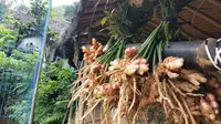 Kopi Jahe, Minuman Tradisional Betawi Kaya Rempah