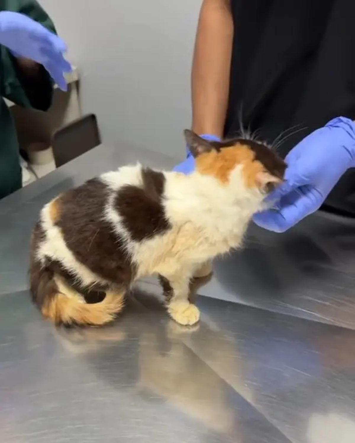 Cerita Sherina Munaf Rescue Kucing Uya Kuya Pasca Penjarahan, Kondisinya Malnutrisi
