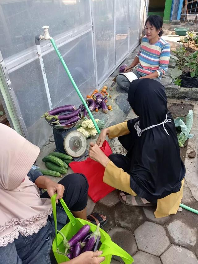 Anggota KWT Srikandi sedang panen hasil urban farmingnya