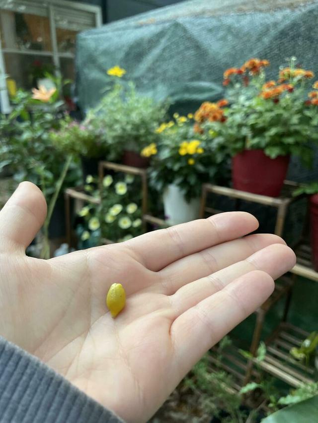 Hasil Berkebun Tak Sesuai Ekspektasi