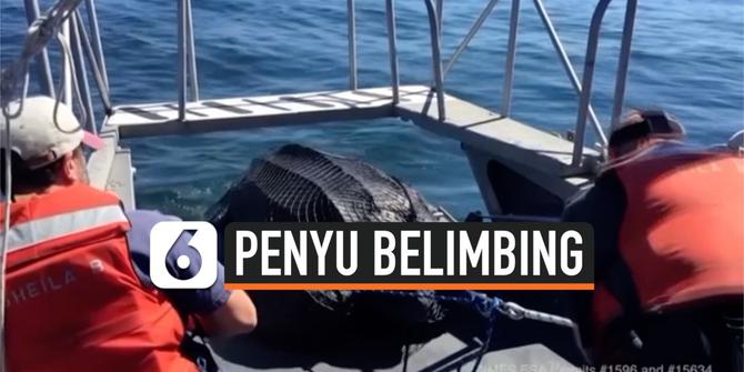 VIDEO: Populasi Penyu Merosot di Lepas Pantai Barat Amerika Serikat