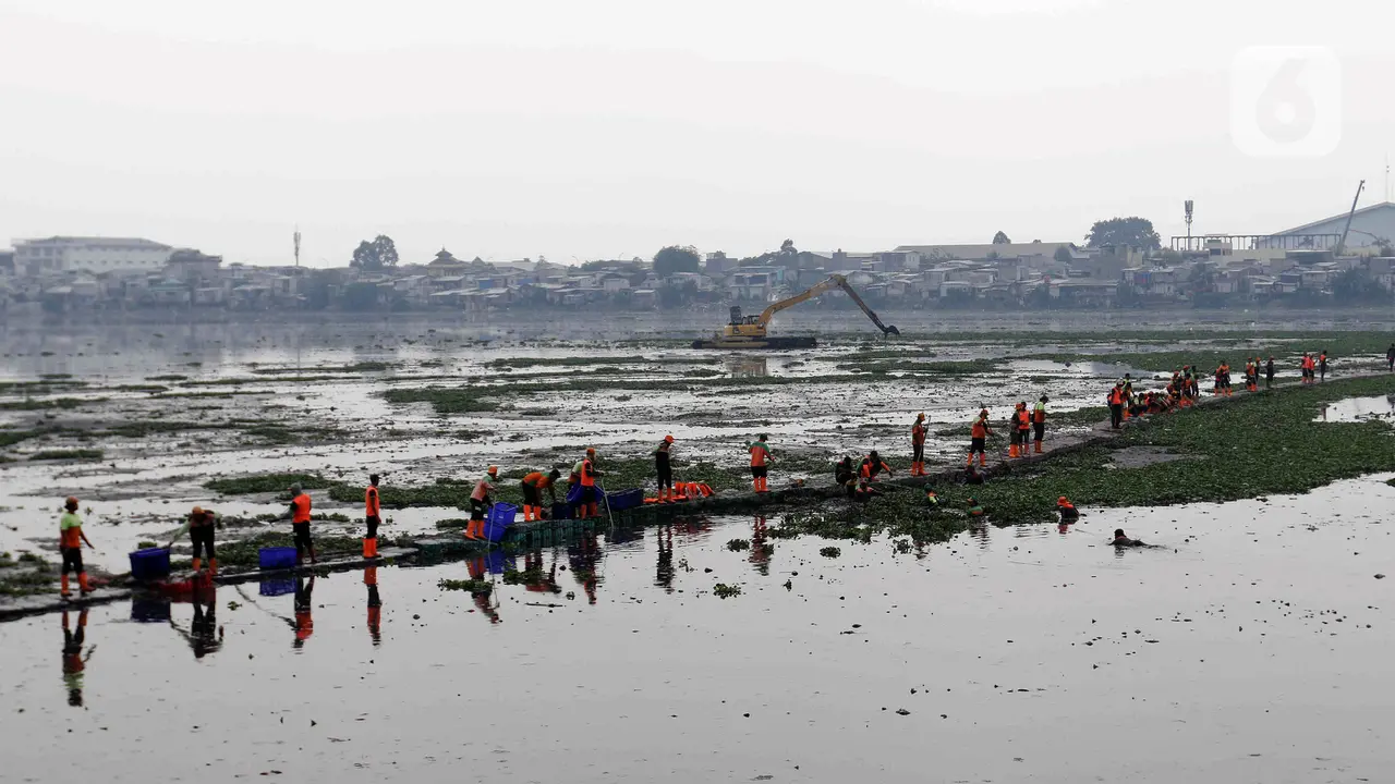 Berjibaku Bersihkan Tanaman Eceng Gondok di Waduk Pluit