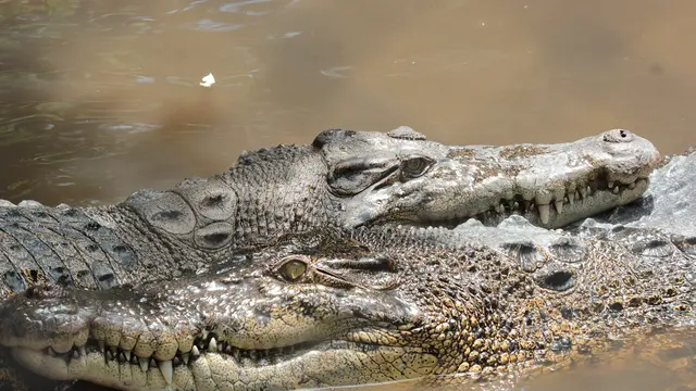 Buaya