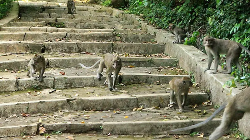 Hutan Kera Plangon