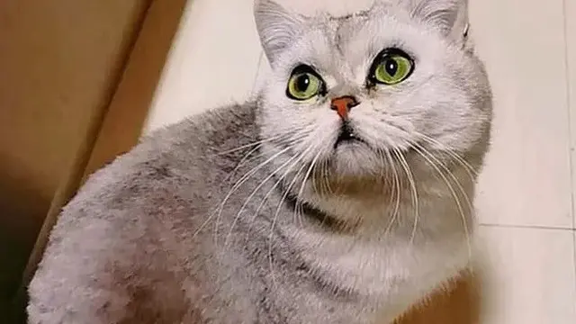 kucing bertahan hidup 40 hari