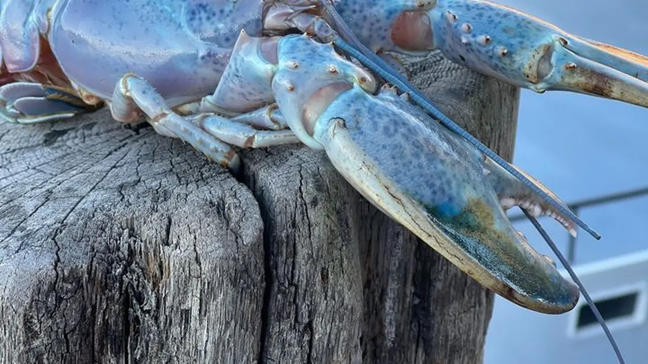 Lobster Permen Kapas (Sumber: Facebook/ Get Maine Lobster )