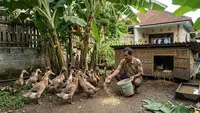 9 Ternak Mini di Bawah Pohon Pisang, Praktis dan Hemat Tempat
