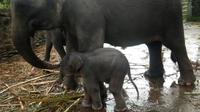 Seekor anak gajah lahir pada Rabu, 17 November 2021, sekitar pukul 03.00 WIB di lokasi wisata Tangkahan yang berada di Kecamatan Batang Serangan, Kabupaten Langkat, Sumatera Utara (Sumut) (Istimewa)