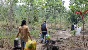 Lahan Sawit Ilegal Ditemukan di Bukit Tengkorak