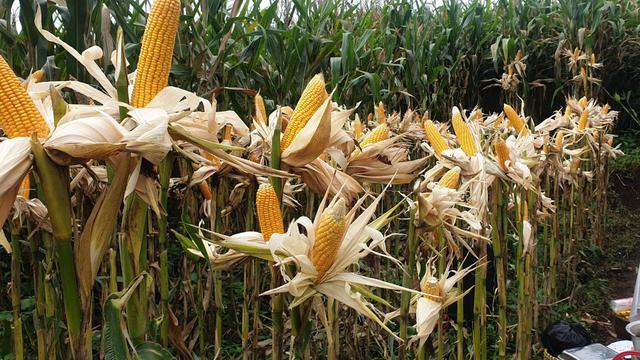 Tanaman jagung varietas R7 produksi Raja, Semarang dengan produktivitas tinggi siap panen di Kecamatan Pasirwangi, Garut, Jawa Barat. (Liputan6.com/Jayadi Supriadin)