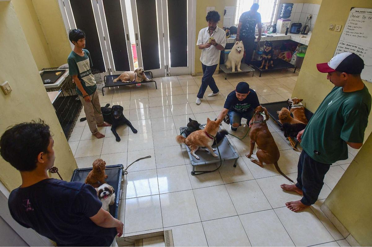 Playgroup khusus anjing di Depok